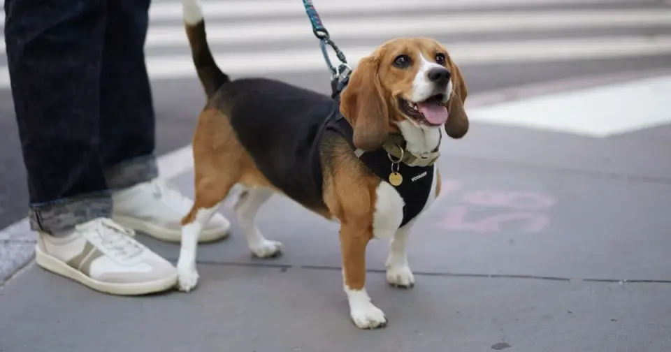 CRISPR-edited hypoallergenic beagles offer a glimpse of allergy-free pets