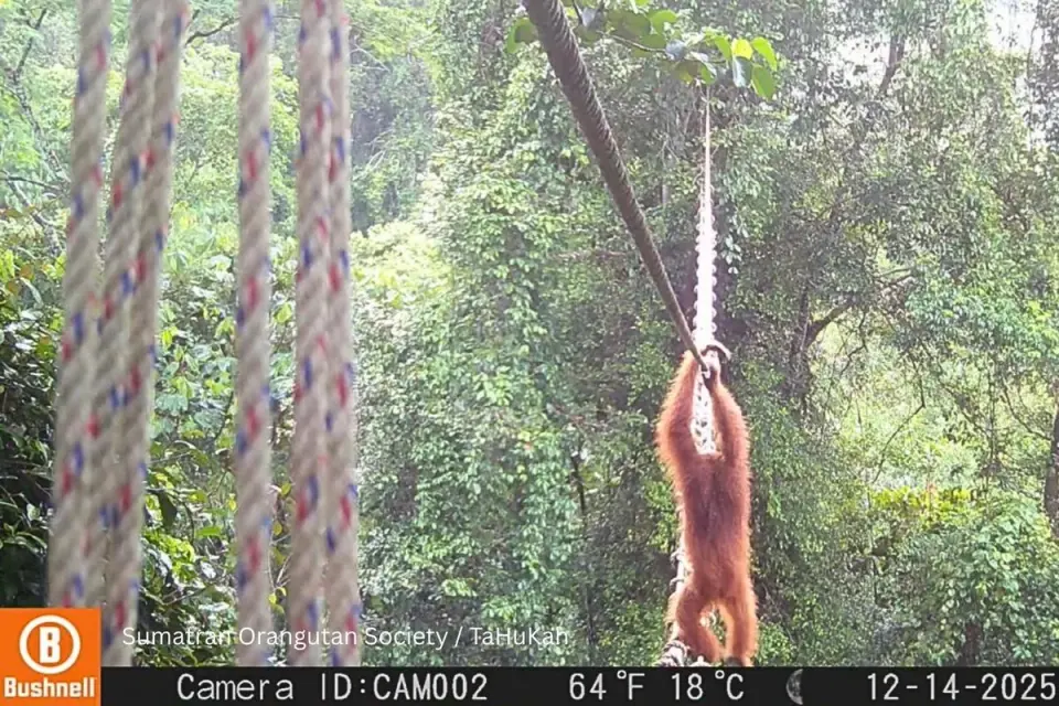 World-first canopy bridge lets Sumatran orangutan cross a road