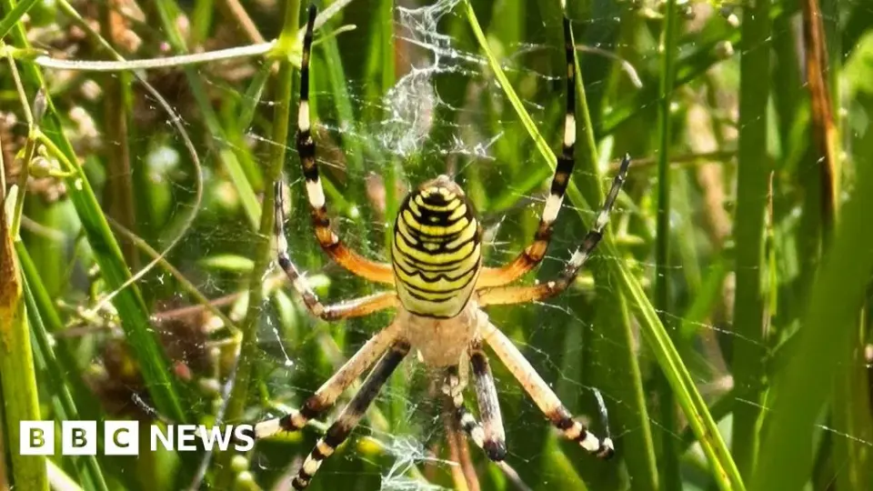 Chester Zoo Confirms First Wasp Spider Sighting in North West England