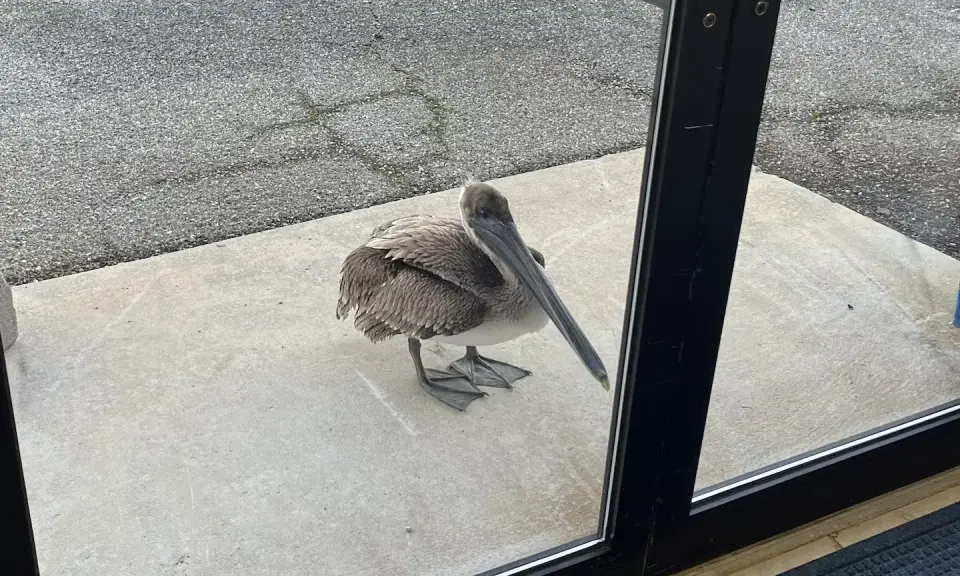 Injured Pelican Seeks Medical Help at NOAA Lab in Florida