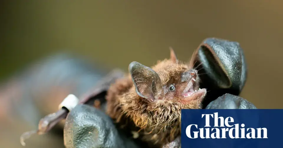 Tiny microbes may shield bats from a deadly fungus