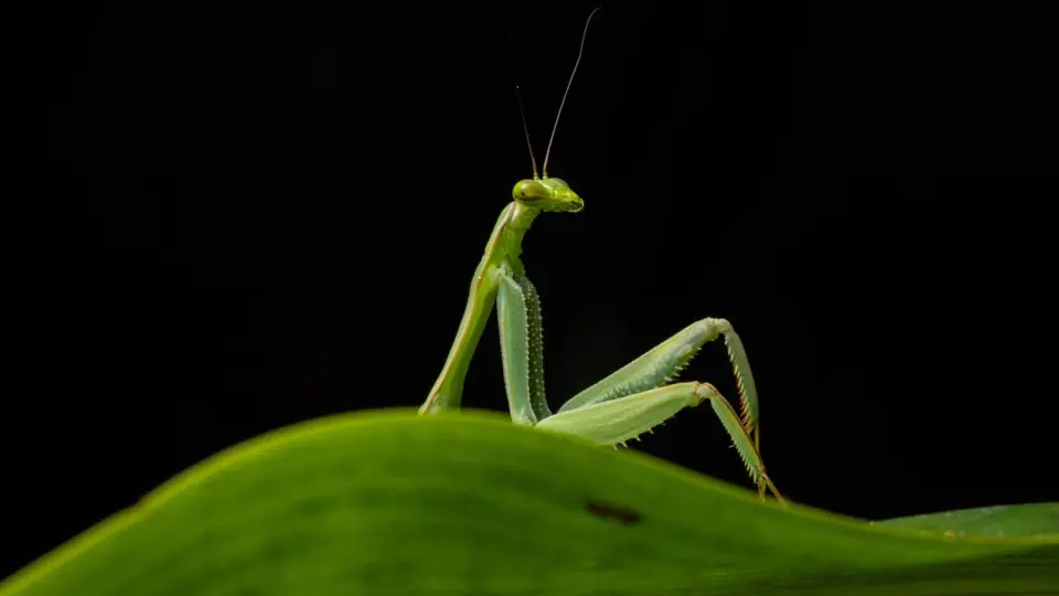 2026 Nikon Comedy Wildlife Awards Finalists Feature Mantis, Orangutan, and Bear