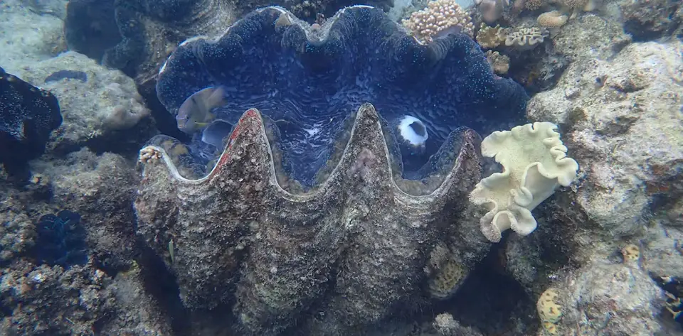 Giant Clam Shell Decodes 200-Year-Old Climate Diary of the Great Barrier Reef
