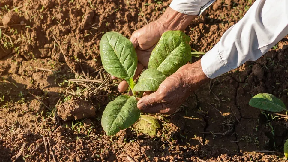 Decoded Nicotine Blueprint in Tobacco Sparks New Biotech Possibilities