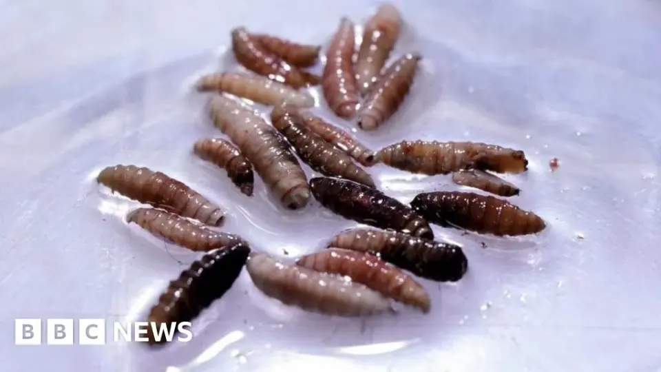 Texan Case Marks First US Flesh-Eating Screwworm Sighting Since 1966