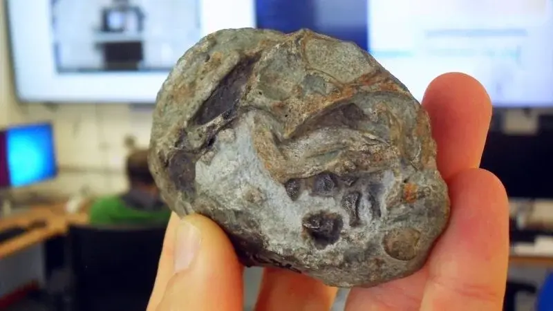 Ancient mammal kin laid eggs, fossil rewrites mammal origins