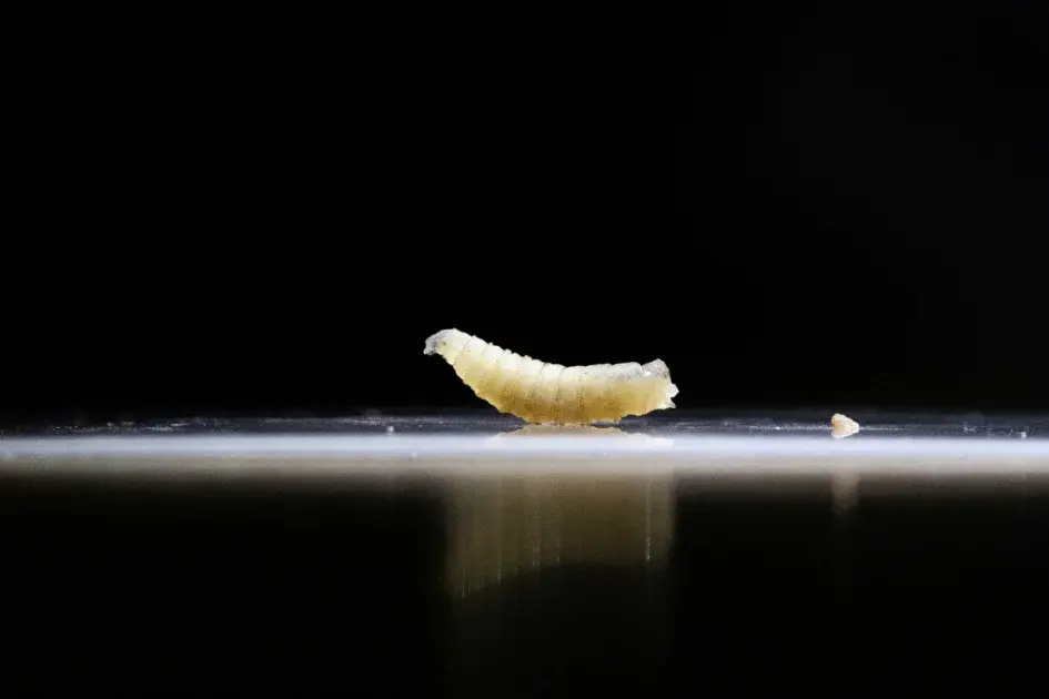 South Texas Faces First New World Screwworm Case, Sparking Broad Response