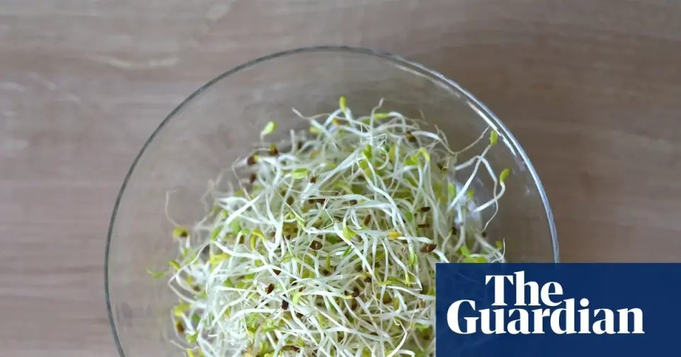 Alfalfa Sprouts Outbreak Across 15 States Tied to Multiple Germs