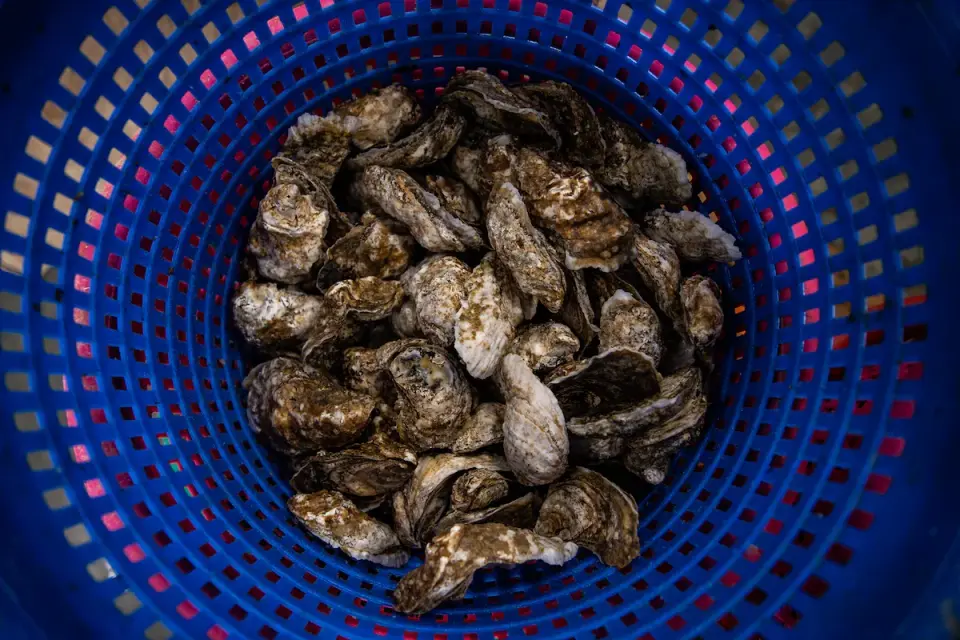 CDC Links 27 Illnesses to Virginia Oyster Recall