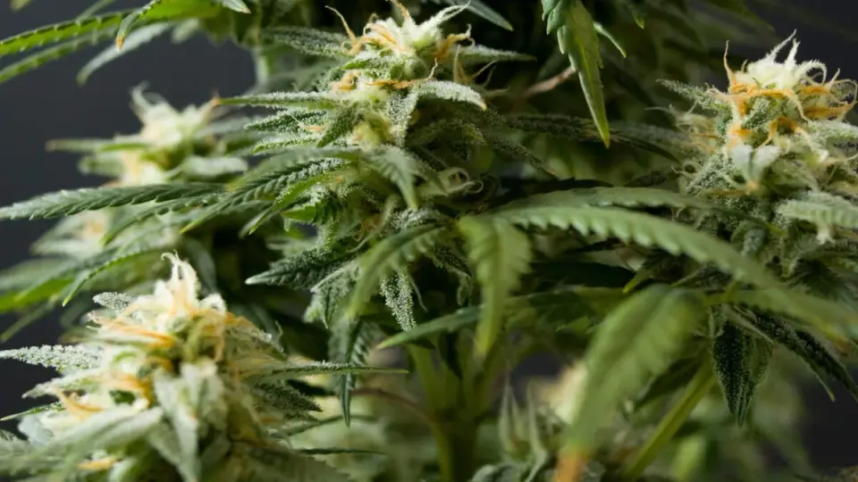 Large Meta-Analysis Links Cannabis Use to Higher Odds of Violence and Victimization