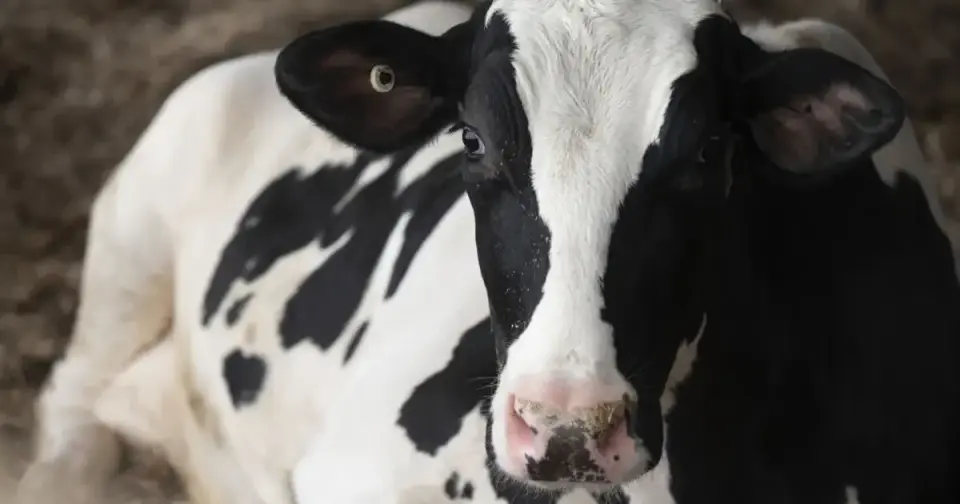 Wisconsin Confirms First Cattle EHD Cases Since 2013 Amid Regional Deer Outbreak