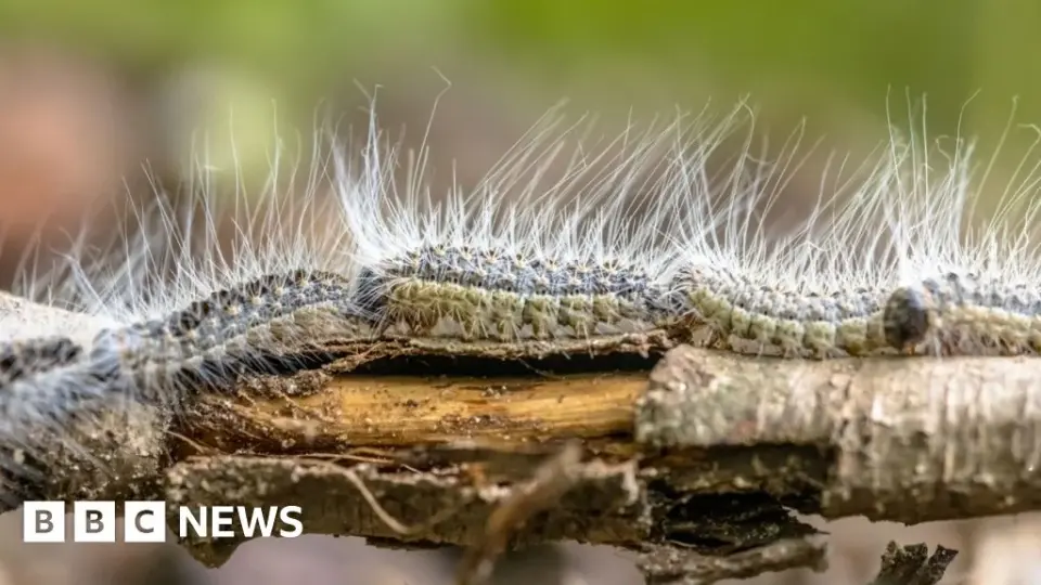 UK Warns Over Toxic Oak Caterpillars as Nests Multiply