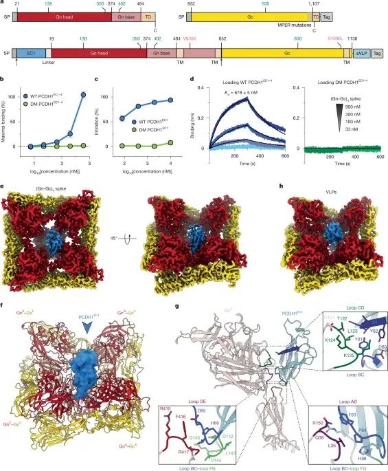 Cryo-EM reveals deep pocket mechanism for Andes hantavirus cell entry