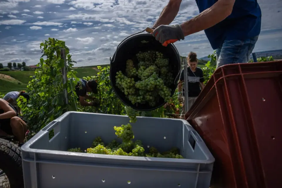 Champagne vintners rush harvest as France swelters under record heat