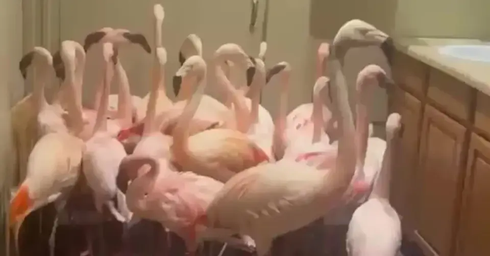 ZooWorld staff shelter 30 flamingos in restroom as Hurricane Isaias hits Florida