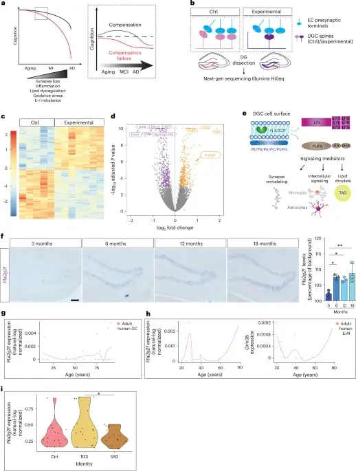 Brain Enzyme PLA2G2F Identified as Key Driver of Cognitive Resilience in Aging