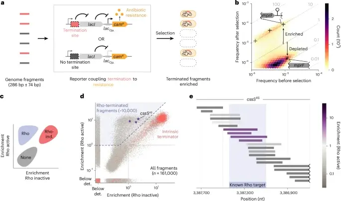 Purine-rich coding sequences guard bacterial genes from Rho termination during runaway transcription