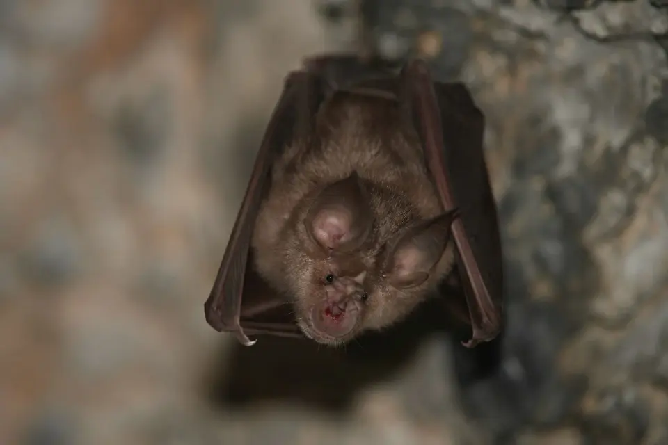 Rabid Bat Found Inside Home Triggers Rabies Advisory in McHenry County