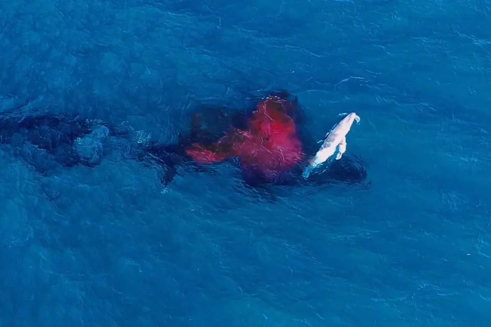 Drone footage captures rare humpback calf birth in Australia