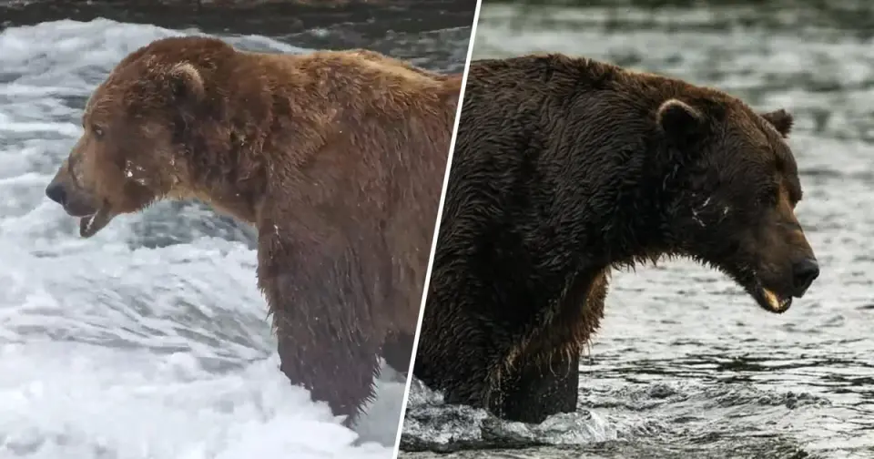 Fat Bear Week 2026 Kicks Off with 16 Contenders and a New Family-First Format