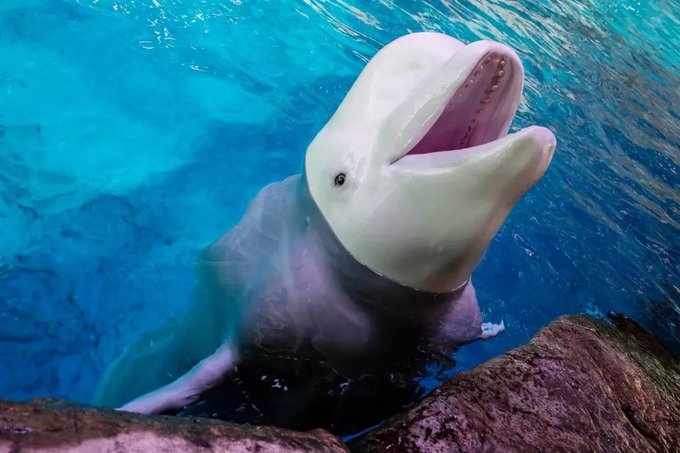 Shedd Aquarium Loses Third Beluga in Eight Days, Sparking Welfare Concerns