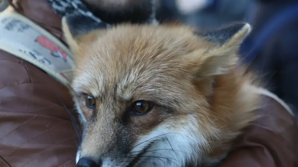 Stormy Roam: A Fox Walks In and Makes Itself at Home
