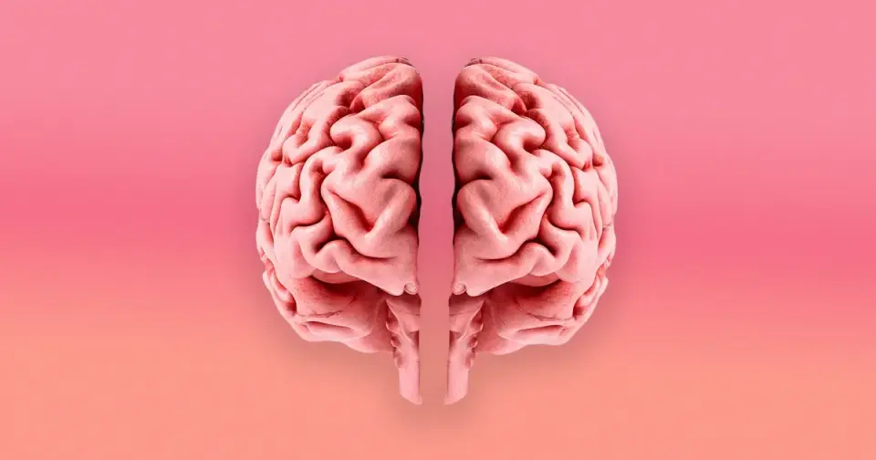 Stanford Study Reveals Human Brain Evolved from Two Distinct Neural Systems