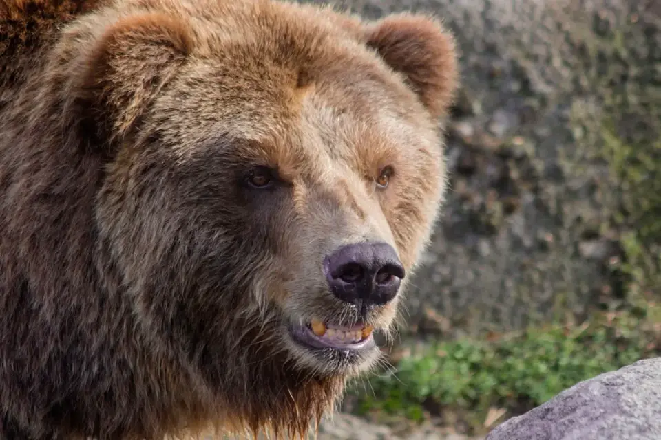 Alaska Zoo bears clash in viral video as bystanders watch