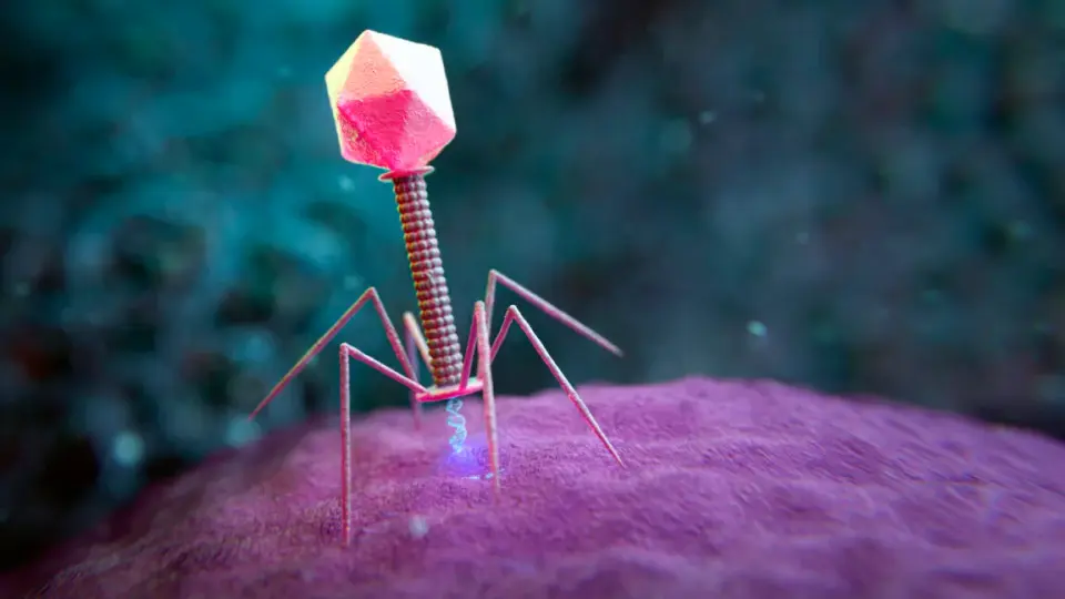 AI designs bacteriophage genomes, prompting biosafety questions