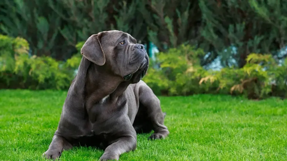 David the Cane Corso Turns Target Run Into Hug-Fest At Checkout