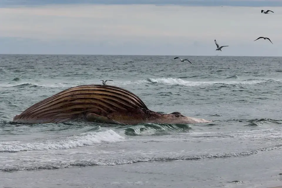 Timmy the Whale's Grim Beached Odyssey and a German Livestream