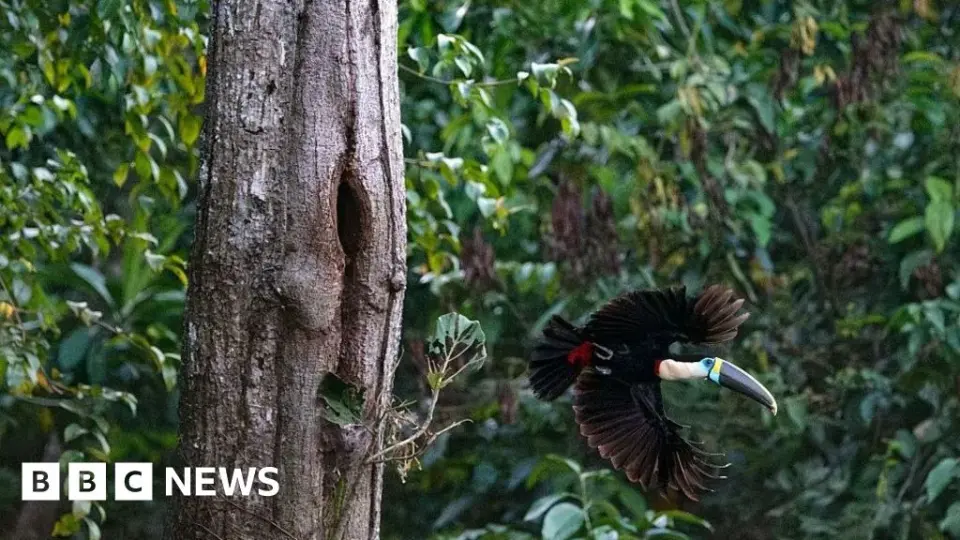 Brazil Amazon Deforestation Hits Record Low Ahead of October 25 Election