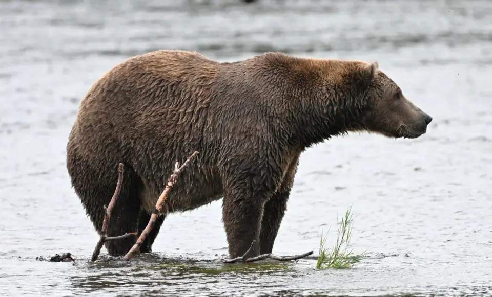 Fat Bear Week returns: voters pick Katmai’s fattest bear