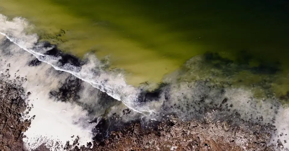 The Phantom Bloom Threatening South Australia’s Coast