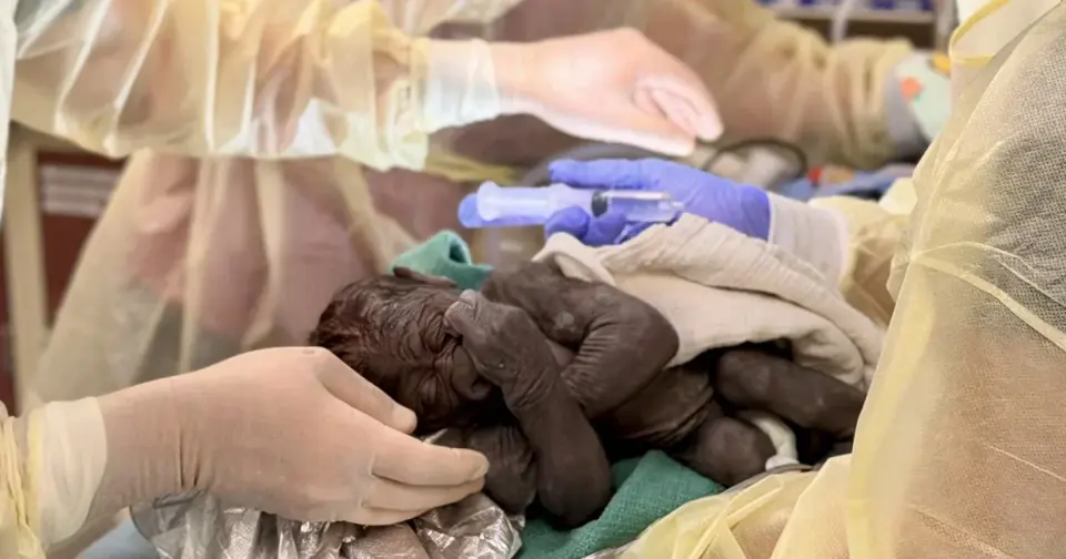 Rare C-section births a male gorilla at Seattle's Woodland Park Zoo