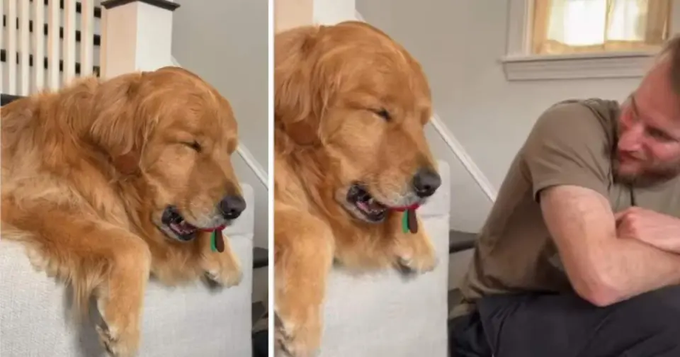 Nap-Ready Golden Retriever Clings to Toy as He Dozes