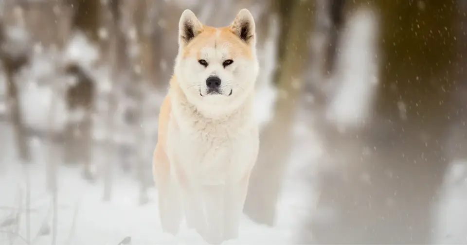 Talero’s 23-Day Vigil: How a Dog’s Loyalty Preserved a Body in Patagonia
