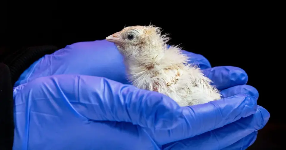 Chicks from artificial eggshell spark moa revival hopes and ethical debates