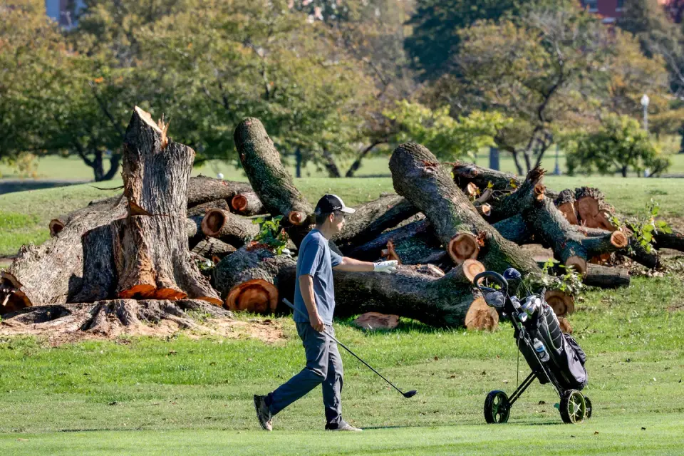 Judge Reyes orders halt to East Potomac tree removal, citing Trump-driven urgency