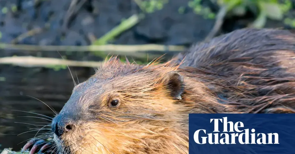Maryland boy recovers from nerve damage after rare rabid beaver attack