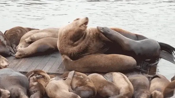 Gigantic Pier 39 celebrity sea lion steals the show