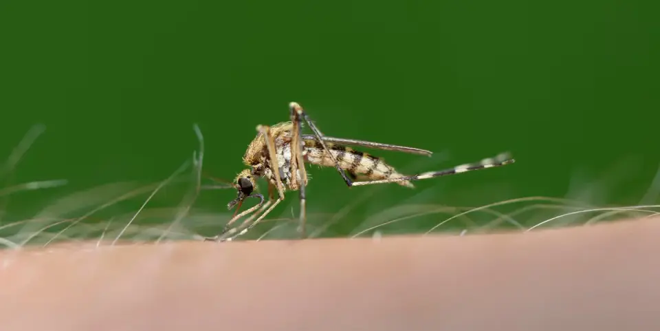 Sweat, CO2, and Warmth: How Your Home Workout Attracts Mosquitoes