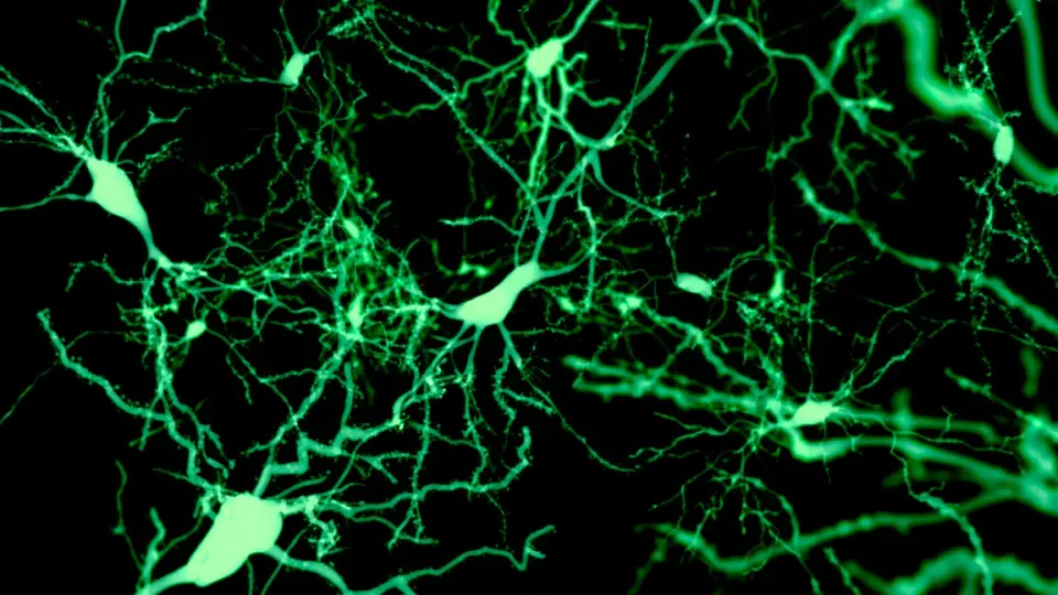 A Tiny Cortical Switch Orchestrates Sleep Across the Brain