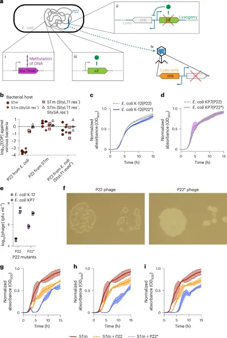 Engineered gut bacteria deploy in situ phage therapy to ward off Salmonella infection in mice