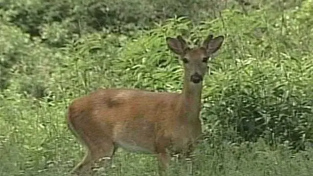Wisconsin EHD Outbreak Kills 700+ Deer as Midges Spread Virus
