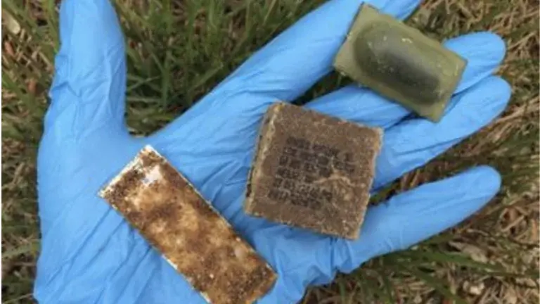 USDA Launches Massive Aerial Rabies Vaccination Campaign Across New England