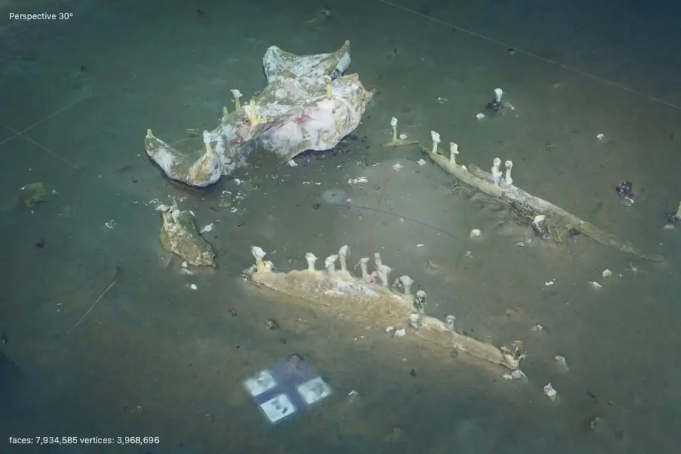Decades-long look at a deep-sea whale fall uncovers prolonged bone degradation by bacteria