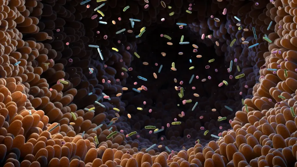 Gut microbes convert veggie nitrates into heart-protecting molecules