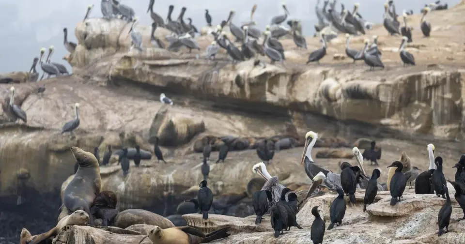La Jolla Sea Lion Kick Plea: 18-Year-Old Faces Up to $100K Fine