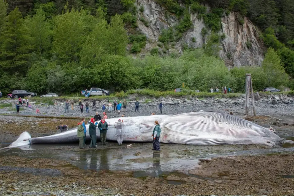 Alaska whale death prompts bid to slow cruise ships in hotspots